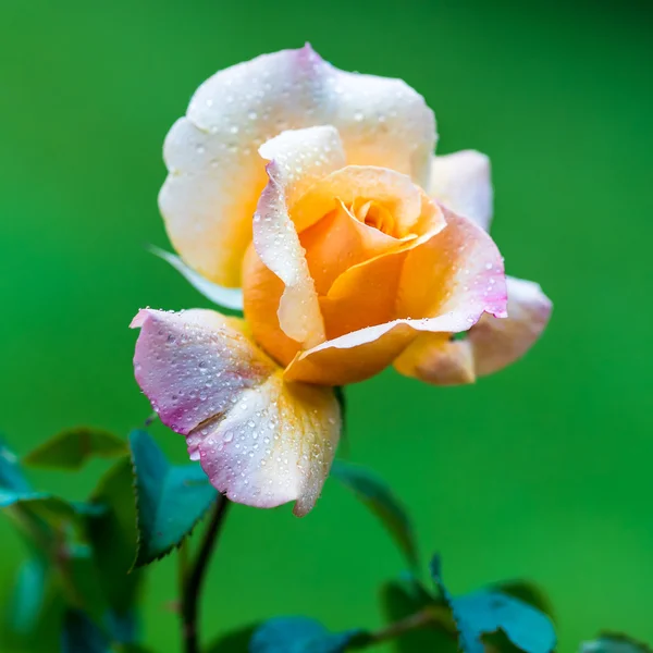 Rose jaune rose — Photo