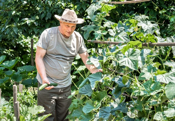 Un agricultor recogiendo pepinos orgánicos — Foto de Stock