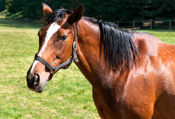 Английская чистокровная лошадь — стоковое фото