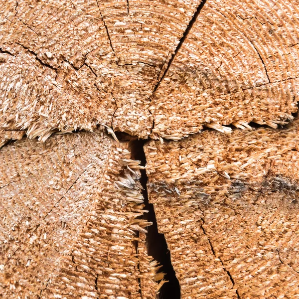 Textura de madera de un tronco de árbol — Foto de Stock