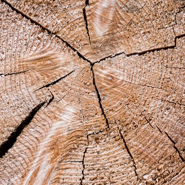 Textura de madera de un tronco de árbol — Foto de Stock