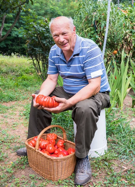 Hombre mayor con una cesta de tomates — Foto de Stock