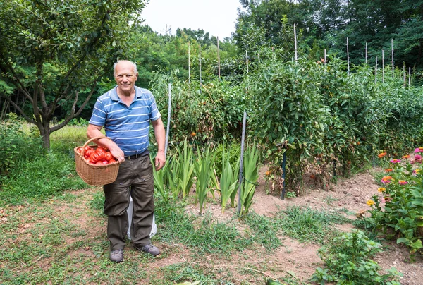 Homem sênior com uma cesta de tomates — Fotografia de Stock