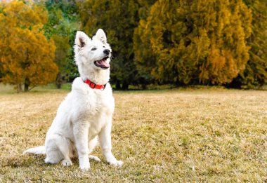 Beyaz swiss çoban köpek