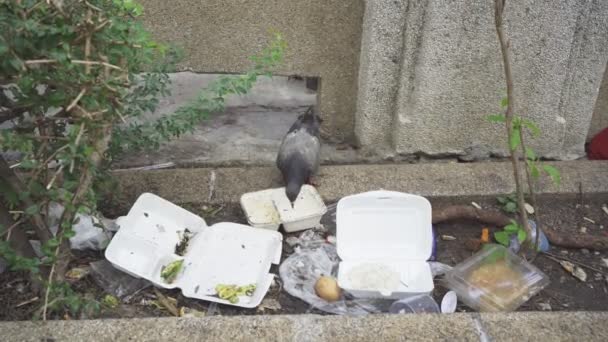 Pombo Comendo Alimentos Descartados Chão — Vídeo de Stock