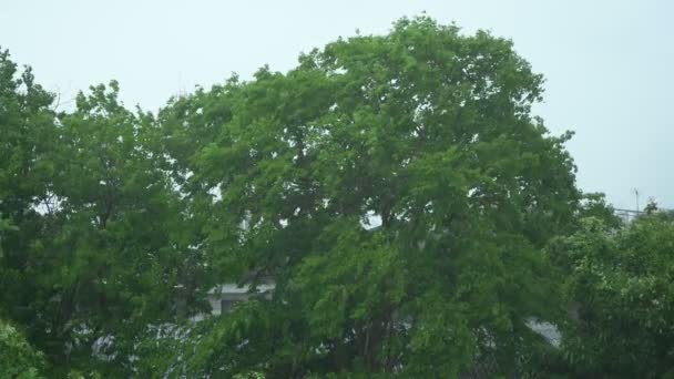 Grote Bomen Zwaaiend Zware Regen — Stockvideo