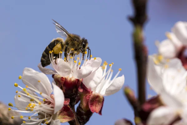 Abeille de miel travaillant sur la fleur d'abricot . — Photo