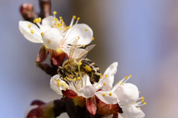 Abeille de miel travaillant sur la fleur d'abricot . — Photo