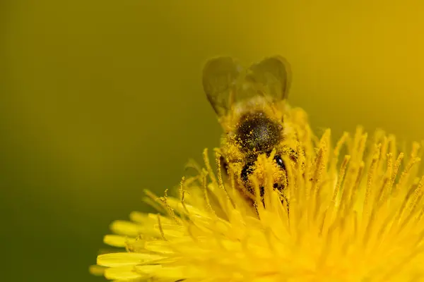 Honigbiene arbeitet an Löwenzahn. — Stockfoto