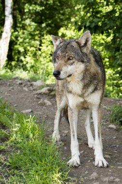 Genç kurt ilginç bir şey fark ettim