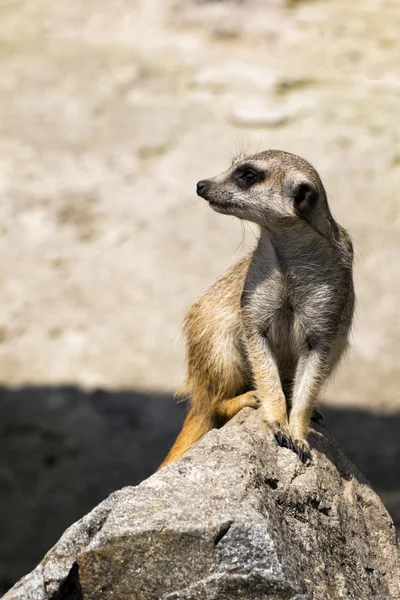 Meerkat assis sur un rocher et regarder le monde — Photo