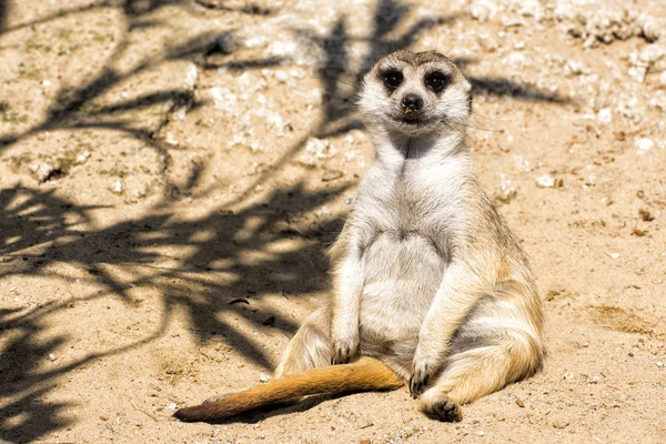 Little meerkat sits comfortably on the sand — Stock Photo, Image