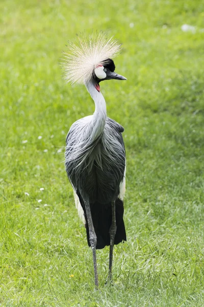 Grey crowned crane stands and looks around