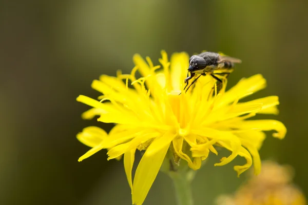 Fluga samlar nektar — Stockfoto