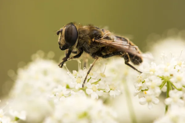 L'abeille recueille le nectar dans les fleurs blanches — Photo