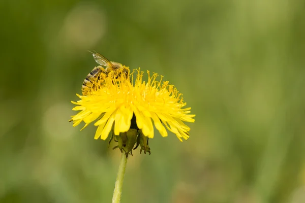 Abeille sur fleur — Photo