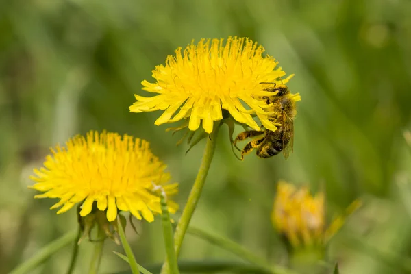 Bi på blomma — Stockfoto