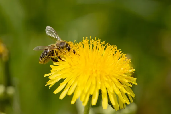 Abeille sur fleur — Photo