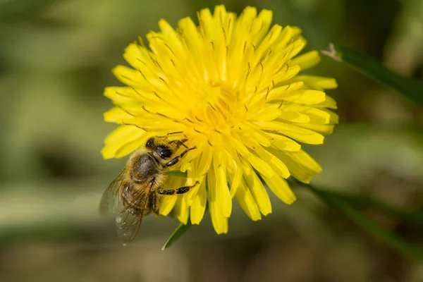 Abeille sur fleur — Photo