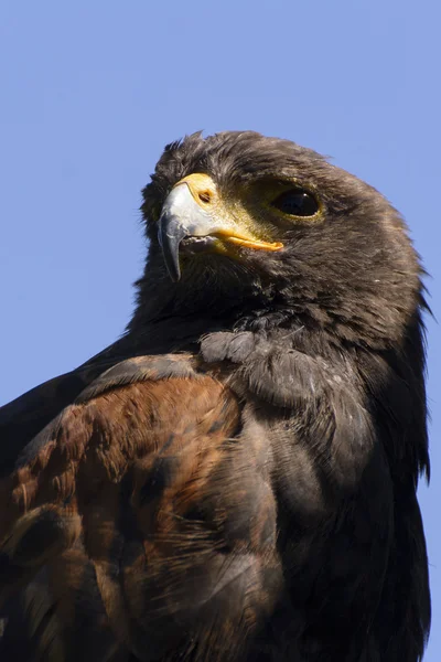 Zoek eagle — Stockfoto