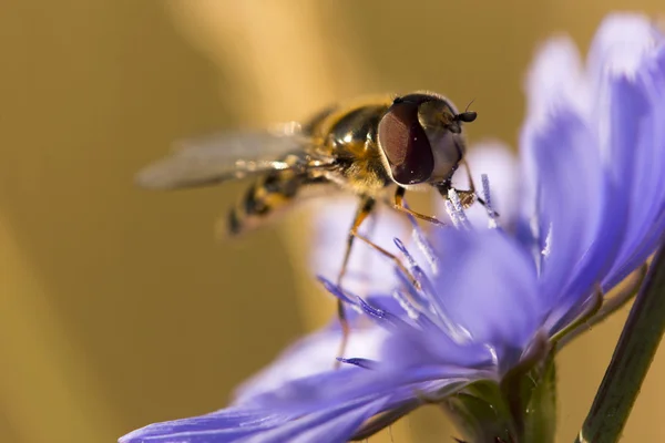 Äta hover fluga — Stockfoto