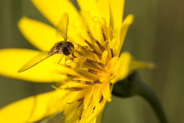 Hover flyga äter — Stockfoto