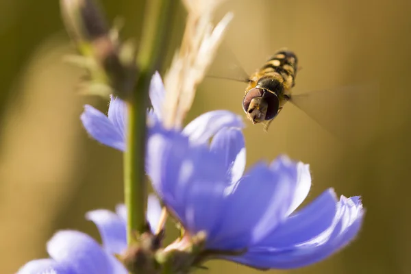 Flygande hover fly — Stockfoto