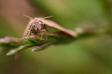 Detaylı bir makro görüntü, canlı yeşil bir çimen sapına tünemiş küçük tüylü bir güve yakalar. Hassas kanatları, bulanık doğal bir arka plana hafifçe yayılır.