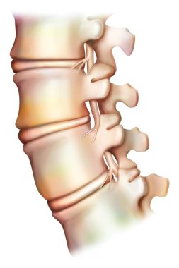 Sağlıklı bel omuru, insan anatomisinin tıbbi çizimi.