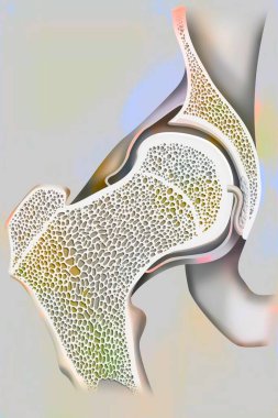 Uyluk eklemi ve uyluk kemiği, insan anatomisinin tıbbi çizimi.