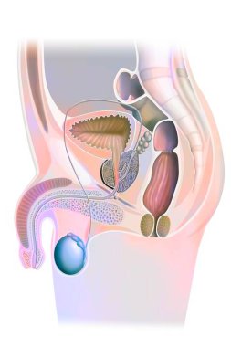 Erkek üreme sisteminin anatomisi, insan anatomisinin tıbbi çizimi.