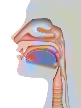 Bademciklerin yeri. Bademciklerin yeri gösterilir: damağın arkasında palatin bademcikler, dilin dibinde dil bademcikleri, nazofarinks seviyesinde gırtlak bademcikleri. Bademcik iltihabı, damağın iltihaplanmasıdır.