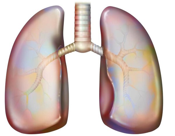 Легкое и бронхиальное дерево. Бронхиальное дерево состоит из основных бронхов (справа и слева), лобарей и сегментарных, затем бронхиол и конечных бронхиол..