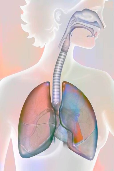 Дыхание, медицинская иллюстрация анатомии человека
