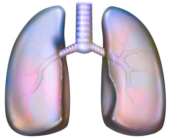 Легкое и бронхиальное дерево. Бронхиальное дерево состоит из основных бронхов (справа и слева), лобарей и сегментарных, затем бронхиол и конечных бронхиол..