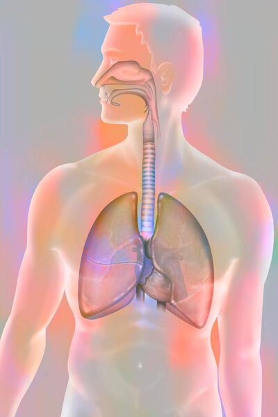 Дыхание, медицинская иллюстрация анатомии человека