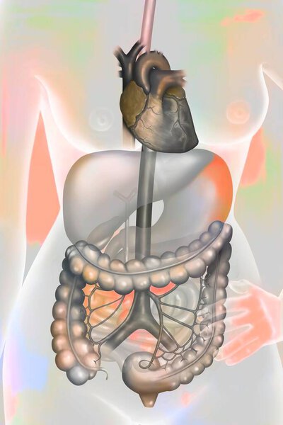 Васкуляризация толстой кишки. Толстая кишка снабжается верхними и нижними брыжеечными артериями, полученными из брюшной аорты, и их ветвями..