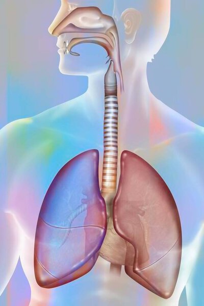 Анатомия дыхательных путей, медицинская иллюстрация анатомии человека