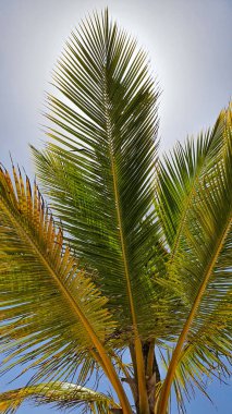 Bu görüntü tropikal palmiye ağaçlarının güzelliğini canlı mavi gökyüzüne yansıtır. Güneş ışığı yeşilliğin arkasından yayılır ve sakin bir tropikal atmosfer yaratır..