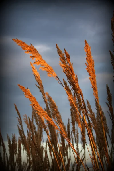 Złote trawy — Zdjęcie stockowe