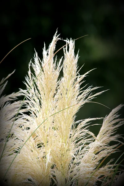 Frontiere piumate — Foto Stock