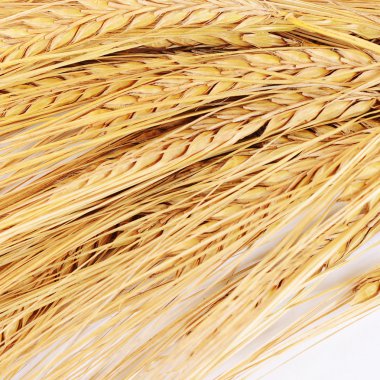 Olgun buğday kulaklarını kapat