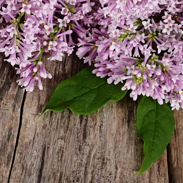 The flower lilac a wooden background — Stock Photo, Image