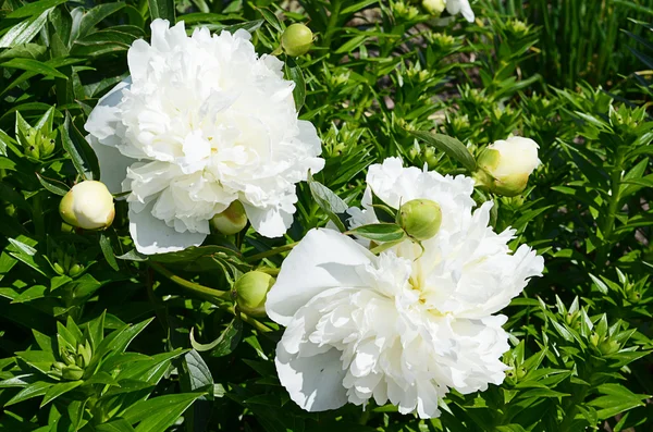 Peonia bianca come sfondo — Foto Stock