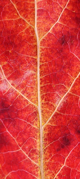 Struttura di una foglia di autunno primo piano — Foto Stock