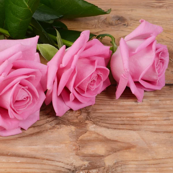 Pink rose  as a background — Stock Photo, Image