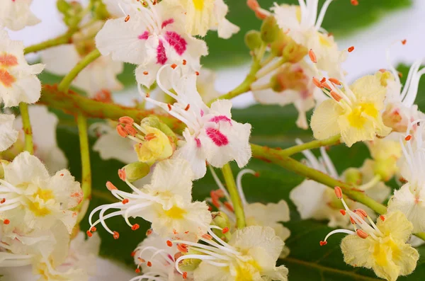 I fiori di castagno in primavera primo piano — Foto Stock