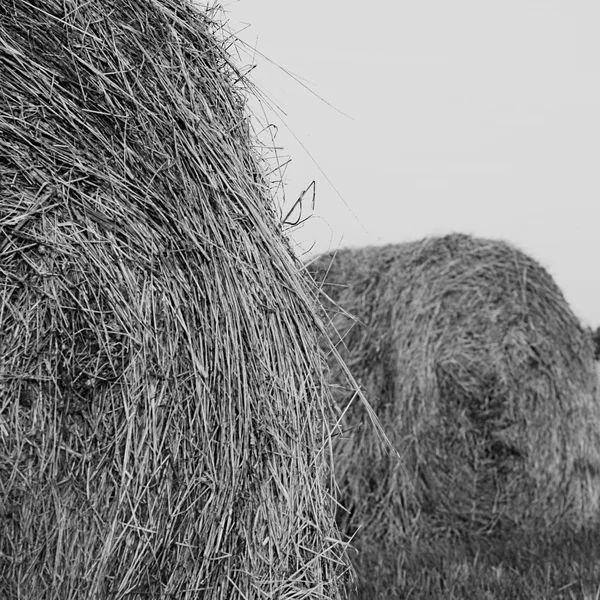 青空干し草の山。乾燥時間. — ストック写真