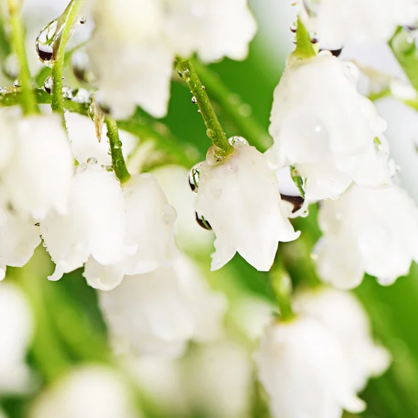 Lily of the Valley - Convallaria Majalis — Stock Photo, Image