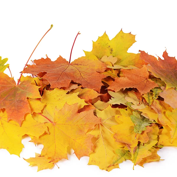 Herfst esdoorn bladeren geïsoleerd op wit — Stockfoto